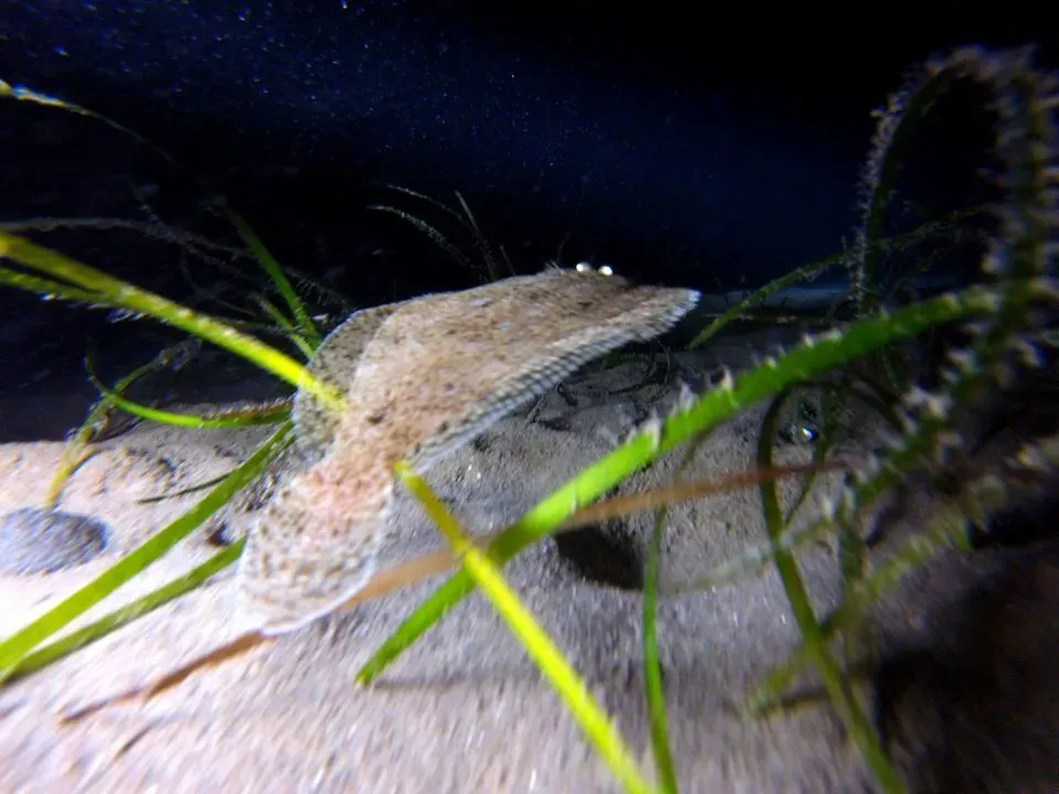 Centre de plongee baptemes (5)