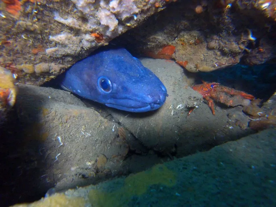 Le poulpe explorations (1)