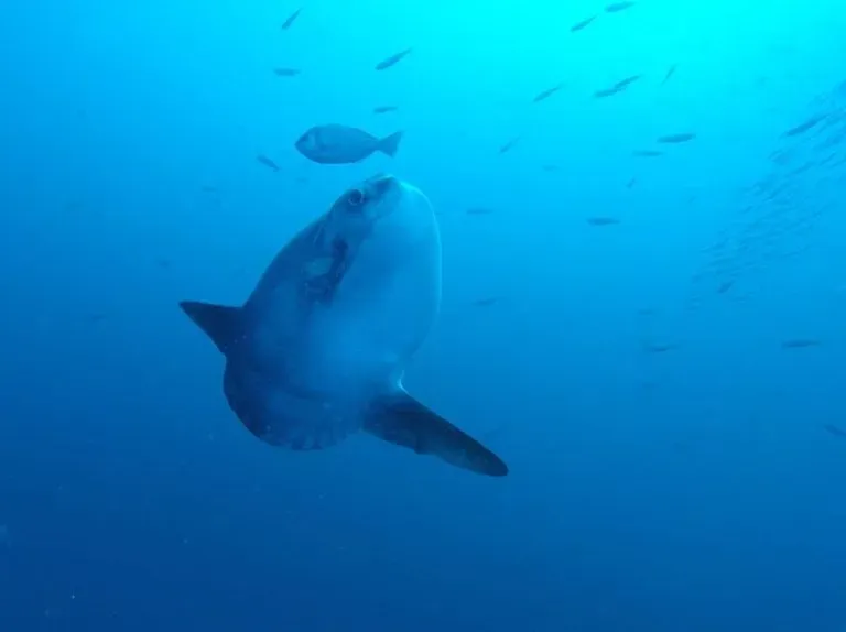 Le poulpe explorations (6)