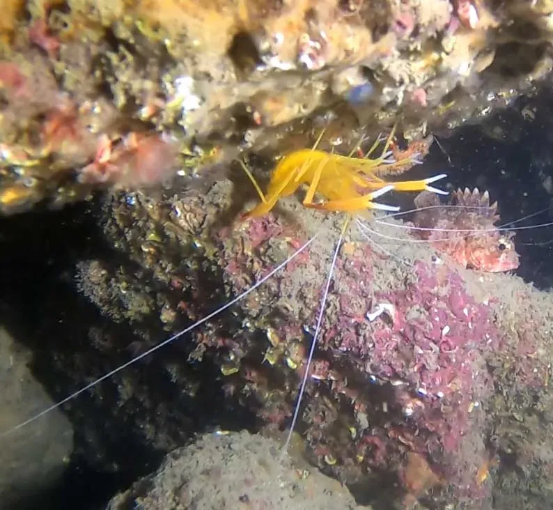 Le poulpe explorations (6)