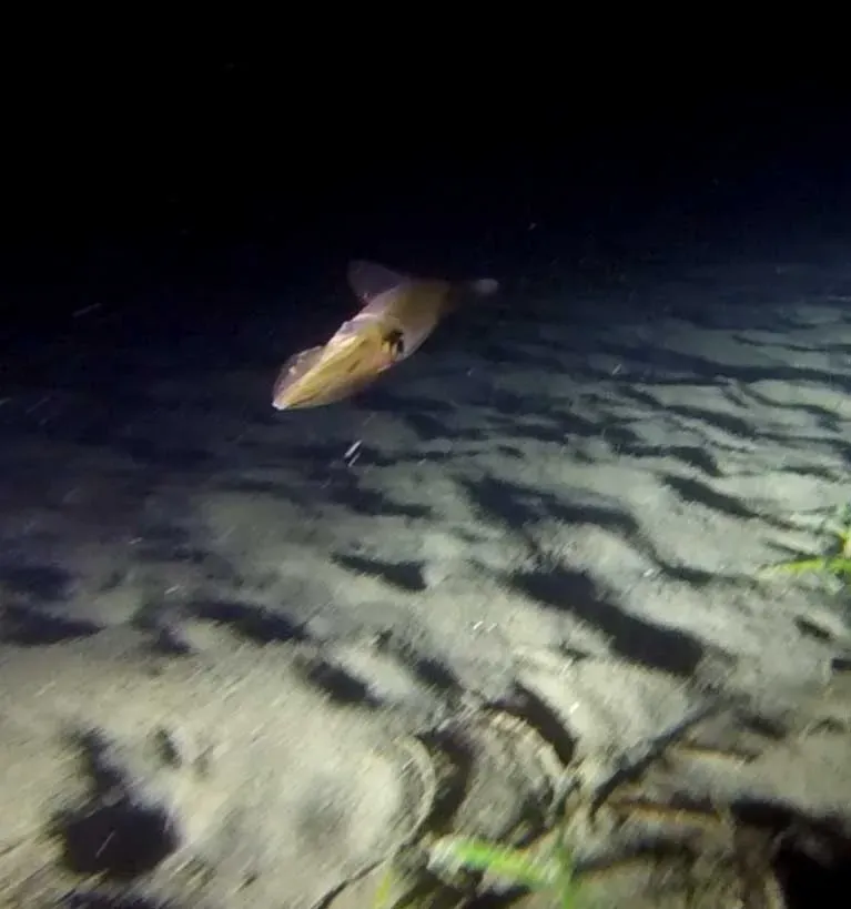 Le poulpe explorations (7)