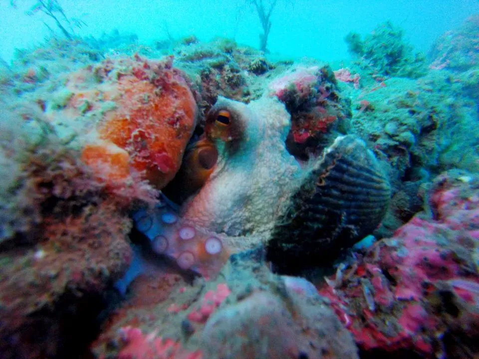 Barcares centre de plongee exploration (2)