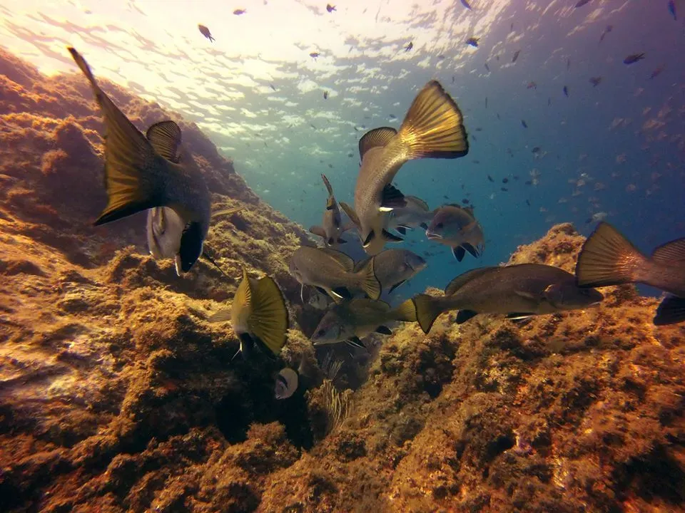 Barcares centre de plongee exploration (6)