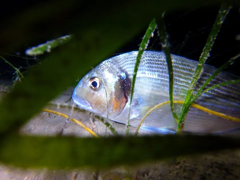 Barcares centre de plongee exploration (8)