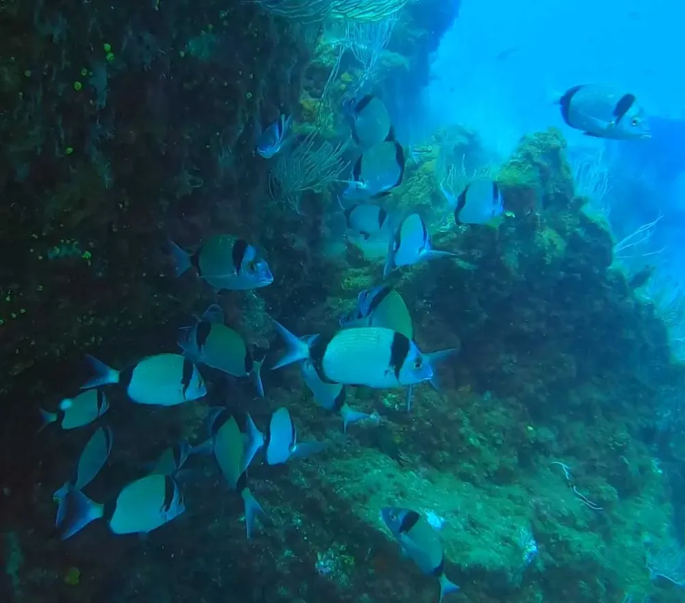 Barcares centre de plongee exploration (15)